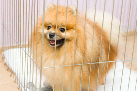 the puppy of a stray dog behind bars of a shelter for dogsの写真素材