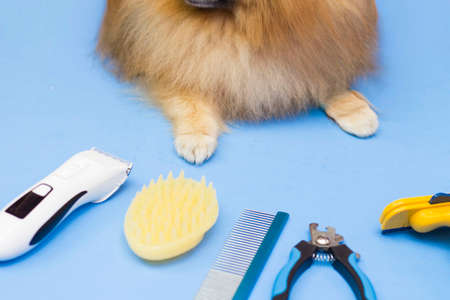 Cute fluffy Pomeranian sits surrounded by grooming tools. Pet care tools. Frame from above. Blue background.の写真素材