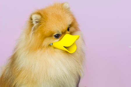 Cute little pomeranian in a yellow muzzle duck against bites. A mask for a dog.の写真素材