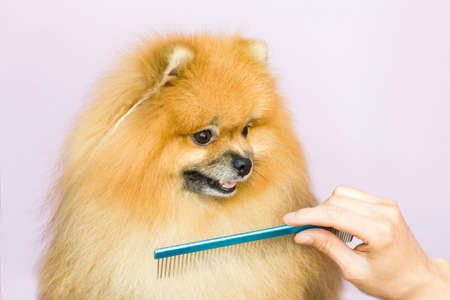 The dog gets a haircut at the pet care salon. Close-up of a dog. the dog has a haircut. comb your hair. pink background. groomer concept.の写真素材