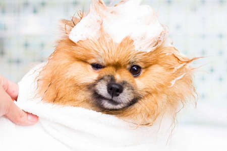 Cute little pomeranian in a white towel after bathing.の写真素材