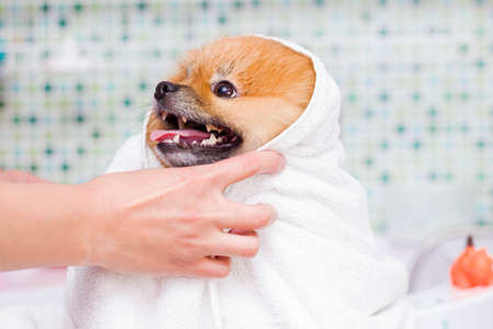 Cute little pomeranian in a white towel after bathing.の写真素材