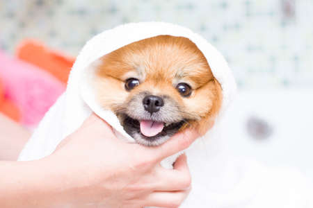 Cute little pomeranian in a white towel after bathing.の写真素材