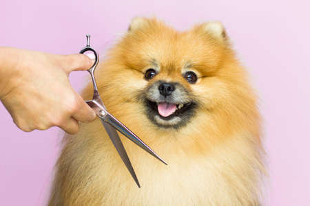 The dog gets a haircut at the pet grooming salon at the spa. Close-up of a dog. the dog has a haircut. comb your hair. pink background. groomer concept.の写真素材