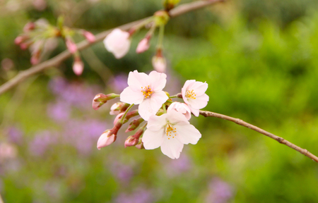 Sakuraの写真素材