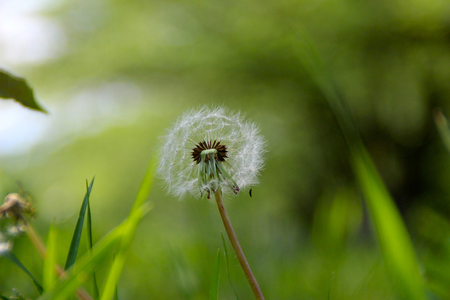 Dandelionの写真素材