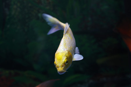 A golden fishの写真素材