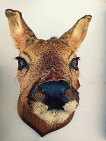 Mounted taxidermy deer head antique hunting trophyの素材
