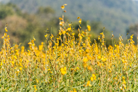 Yellow flowersの写真素材