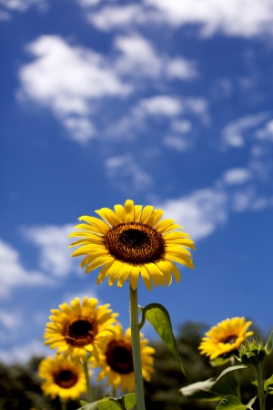 Sunflowerの写真素材