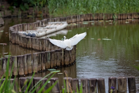 White Craneの写真素材