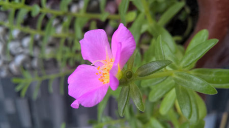 pink flower