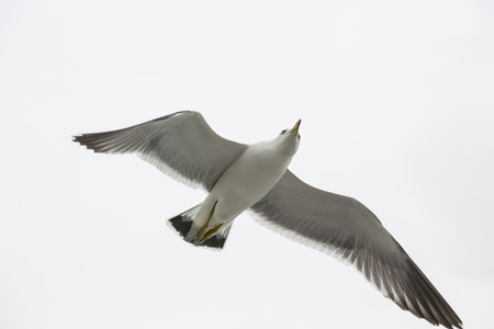 seagulls flyingの写真素材