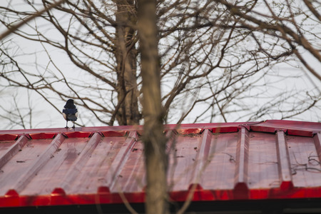Magpie on the roofの写真素材