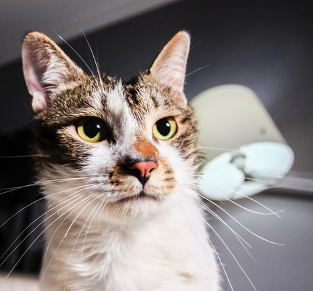 Lovely catの写真素材