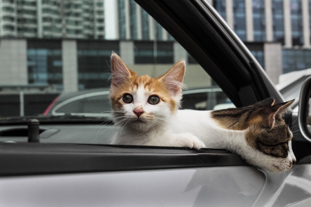 lovely catの写真素材