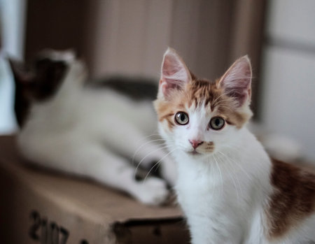 lovely catの写真素材