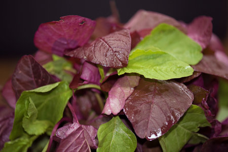 Fresh Leavesの写真素材