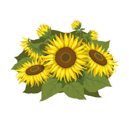 Vector illustration with sunflowers. Bouquet with sunflowers.のイラスト素材