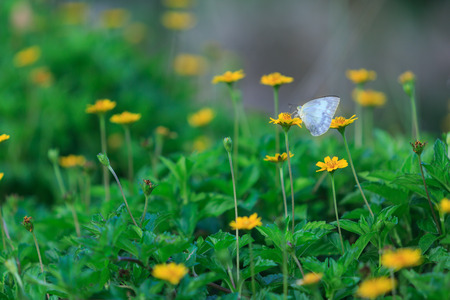 Butterflies and Flowersの写真素材
