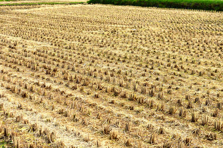 After harvest's riceの写真素材