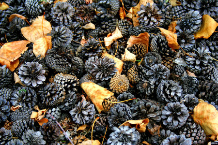 Frozen cones and leaves
