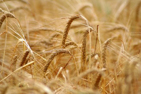 Barley field backgroundの写真素材