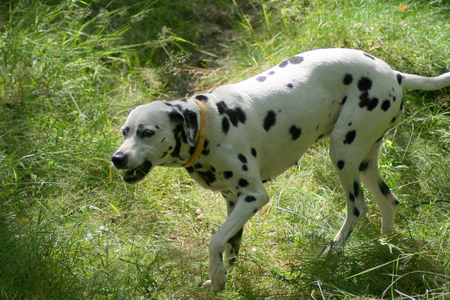 Dalmatian dog barking in the grassの写真素材