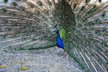 Peacock standing on slag
