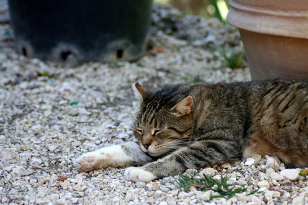 Tabby kitten sleeping on the ground covered by pebbles with few flowerpots in the backgroundの写真素材