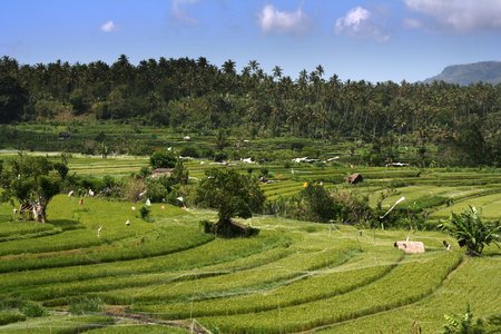 Indonesian rice field landscape with palms in the background and blue sky with few cloudsの写真素材