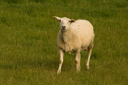 Single sheep looking at the camera standing in the grass near farmland. Green grass meadow nature. Summer photo from country.の写真素材