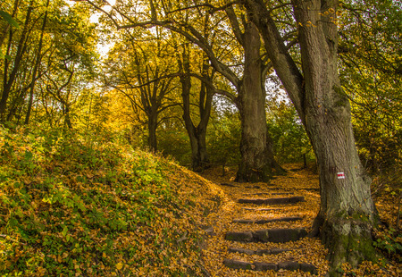 Autumn fall steps covered by orange leaf blanket. Touristic trail in Czech Paradise, Turnov. Czech Republicの写真素材