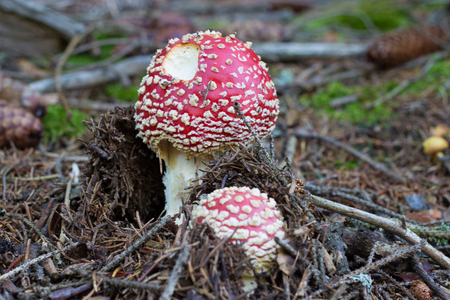 Fly agaric growing rapidly in the woodsの写真素材