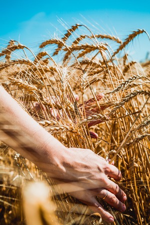 Close up picture on hand with wheat on sunny day outdoors backgroundの写真素材