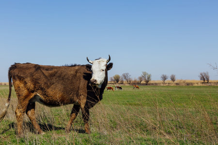 Brown cow grazing in green field, photo with free space for design