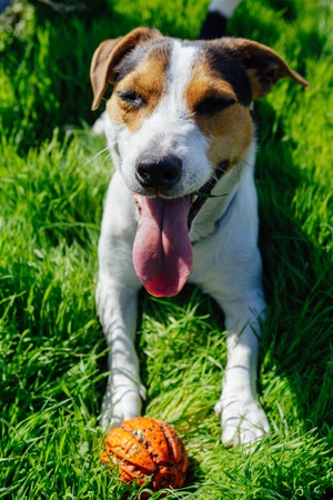Dog breed Jack Russell Terrier lies on the grass and resting with his tongue hanging outの写真素材