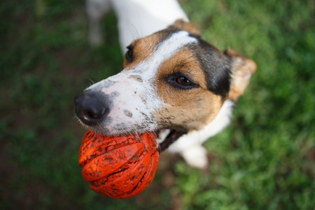 small dog breeds Jack Russell Terrier with a bright orange ball in his mouth and his tongue hanging out looking at the cameraの写真素材