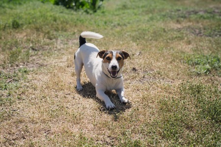 small dog breed Jack Russell Terrier playing on the grassの写真素材