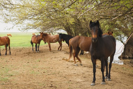 a herd of horses resting in the shade of the trees near the river on a summer dayの写真素材