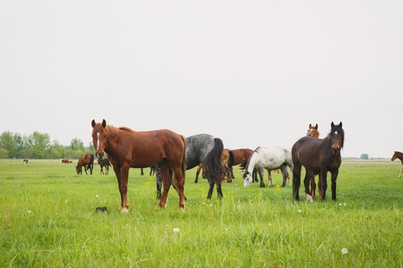 a herd of horses grazing in a meadow on a summer dayの写真素材