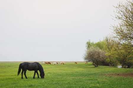 a black color horse grazing in a meadow on a summer dayの写真素材