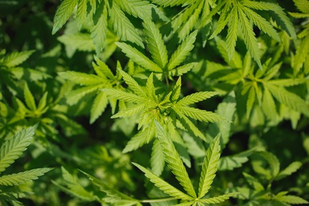 young cannabis bushes under a scorching summer sunの写真素材