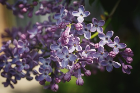Green branch with purple spring lilac flowersの写真素材