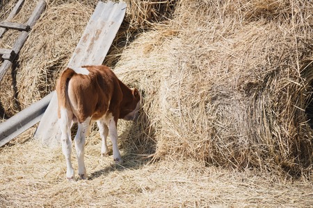 a young brown calf eats hay head buried in the haystack in the village in the summerの写真素材