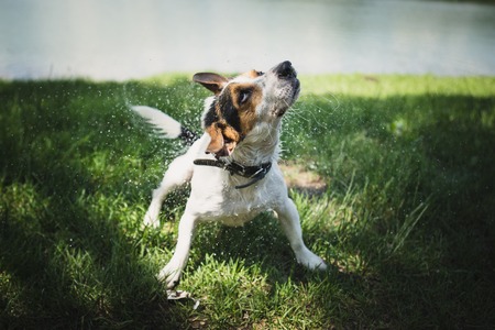 small dog breed Jack Russell Terrier shakes off water after bathing in the river on a summer dayの写真素材