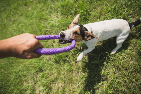 man playing with small dog breeds Jack Russell Terrier in a bright ring on the grass on a summer dayの写真素材