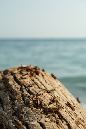 Plague of locusts on the black sea coastの写真素材