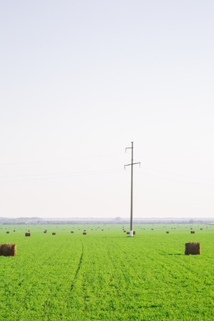 View of bright green summer field with hay stacksの写真素材