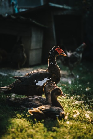 Small flock of gray and brown ducks walking on yard of farmhouse in sunlight.の写真素材